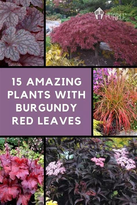 Use them in salads, steep in tea, or add 2 gal. 15 amazing plants with burgundy red leaves | Red shrubs ...