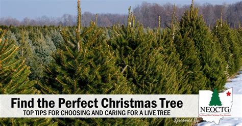 Top Tips For Choosing And Caring For A Live Christmas Tree Laptrinhx News