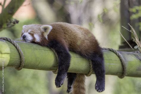 Sleeping Red Panda Funny Cute Animal Image Stock Foto Adobe Stock