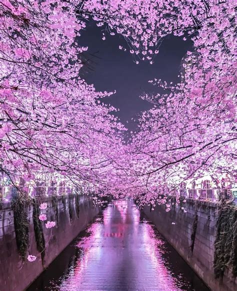 Night Shots Of Cherry Blossoms In Japan 🌸🌸🌸 Pics By Numbershiiix