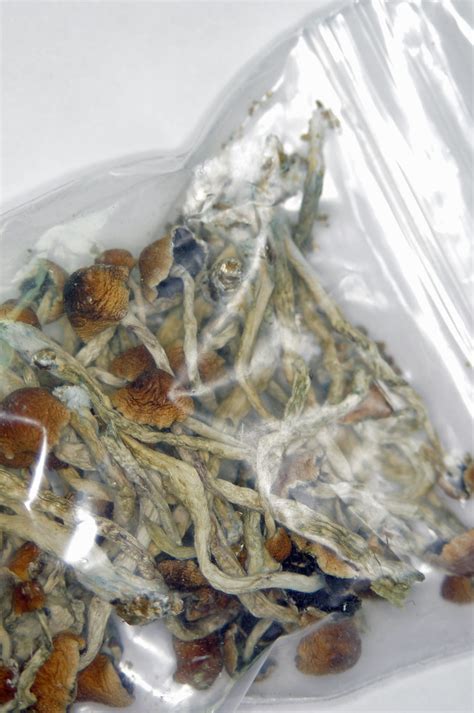 Maybe you would like to learn more about one of these? Psilocybe Cubensis | A 5g bag of dried shrooms. | Farmer ...