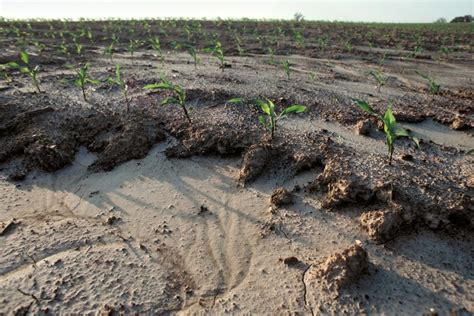 Impact Of Soil Erosion On Agriculture The Agrotech Daily