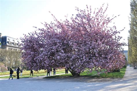 Cuidados Del Prunus Serrulata Kanzan El Cerezo Japonés Más Popular