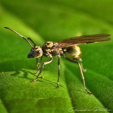 Winged Ant Free Stock Photo Flying Ant On Leaf Surface Macro Photo