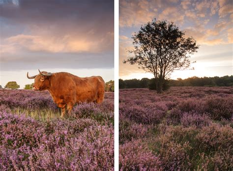 Er was niet veel mist aanwezig. Tafelbergheide bij Blaricum | KENNETHVERBURG•NL