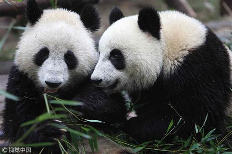 How To Help Giant Pandas Return To Nature Cgtn