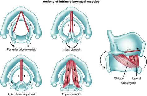 Development Anatomy And Physiology Of The Larynx Springerlink