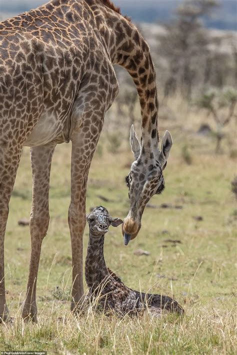 Giraffe Gives Birth Before Her ‘bambi Like Calf Takes Its First Steps