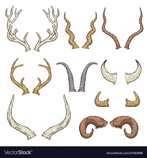 Animal Horn Types Isolated Hand Drawn Set Of Antlers Of Wild Deer