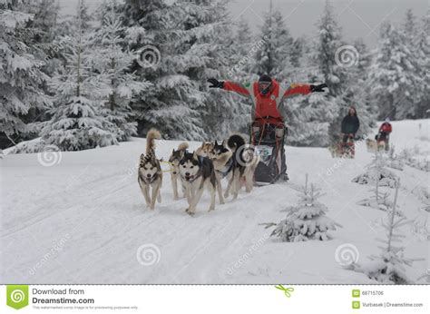 Musher Felice Ed I Suoi Husky Siberiani Sledding Del Cane Fotografia