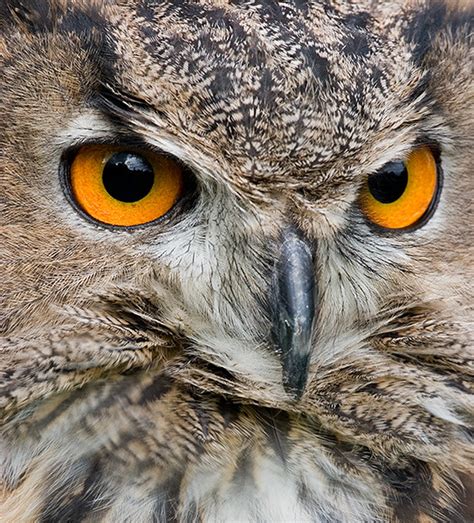 European Eagle Owl At A Display Not Wild Tom Gardner Flickr