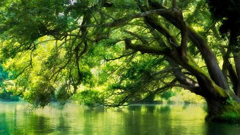 Green Trees Leafed Branches Reflection On Calm Body Of Water Scenery Hd