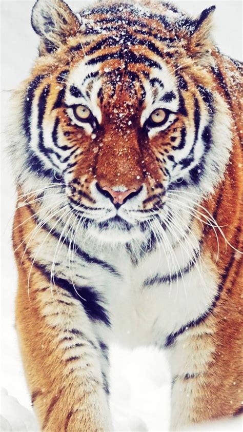 8k Wallpaper Tiger