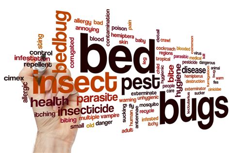 5 Early Signs Of Bed Bugs And What To Do Amco Ranger