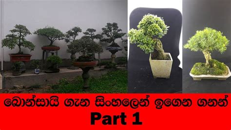 Bonsai acer juniper bonsai mame bonsai bonsai styles deco nature miniature trees bonsai garden succulents garden growing tree. Bonsai Sinhala. How to Make a Bonsai Tree, Step by Step ...