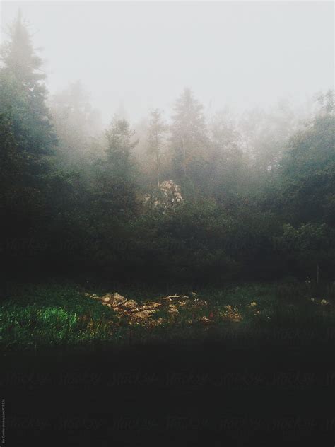 Foggy Forest On The Lakes Edge Del Colaborador De Stocksy Bor