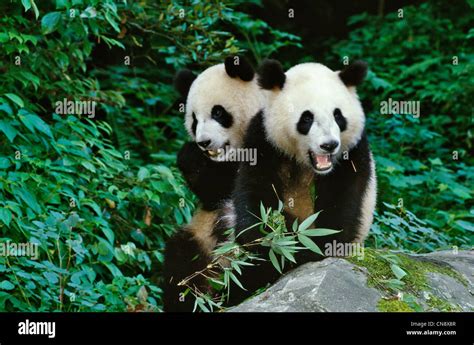 Two Giant Panda Cubs Eating Bamboo Wolong Sichuan China Stock Photo