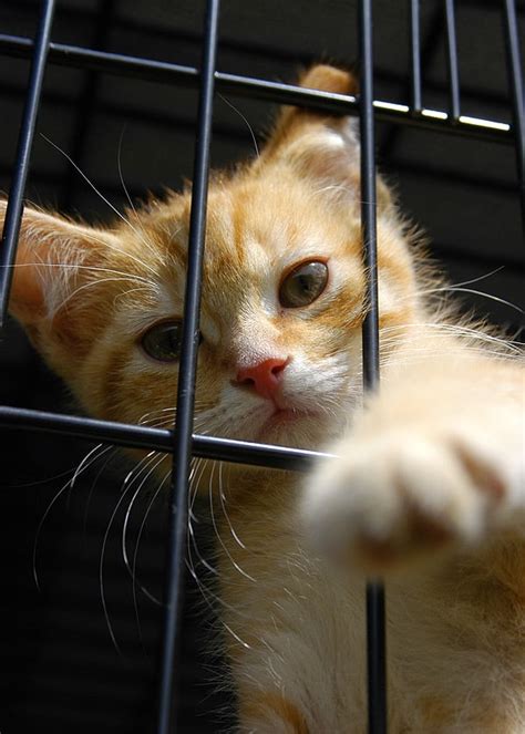 8 Ways You Can Help As A Cat Shelter Volunteer Catster