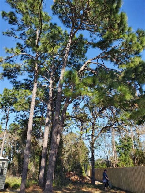 Tree service tips to always remember in lithia, fl producing the choice to hire a good tree services company is crucial because they will take care of everything for you. Exceptional Tree Trimming Services in Brooksville, FL, 34601