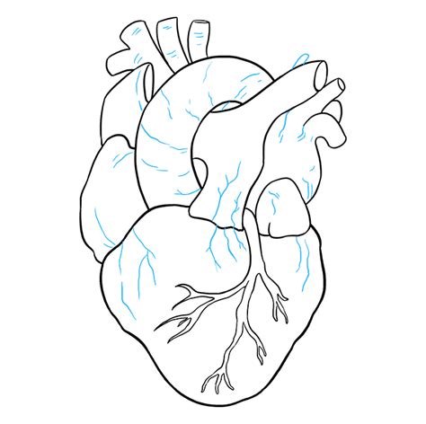Easy Drawing Of A Human Heart Easy Drawing Of The Human Lungs
