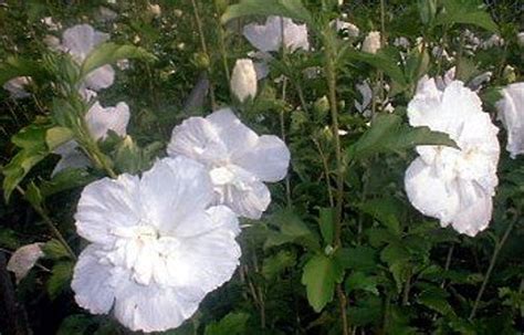 White Chiffon™ Hibiscus Syriacus Notwoodtwo Rose Of Sharon Proven