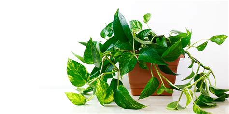 Pothos Devils Ivy The Houseplant That Thrives On Neglect And Low Light