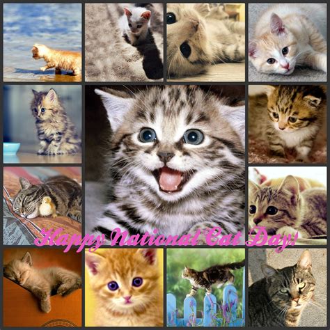 Cat Collage Wallpapers Top Free Cat Collage Backgrounds Wallpaperaccess