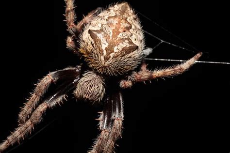Australian Garden Orb Weaver Spider Eriophora Transmarina On Web At