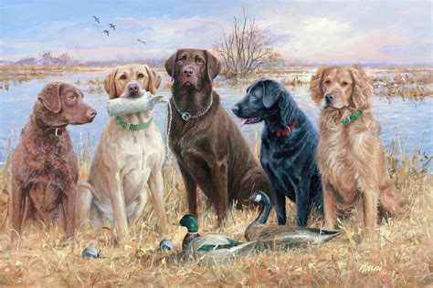 Duck Hunting Desktop Wallpapers With Waterfowl Gallery Hunting Dogs