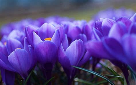 Purple Crocuses Wallpapers Wallpaper Cave