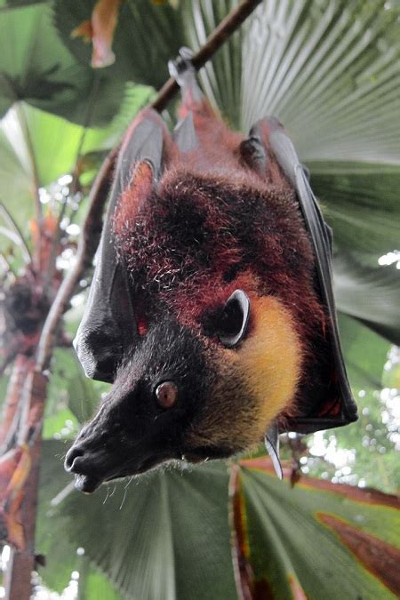 Giant Golden Crowned Flying Fox Bat Facts Habitat Diet Life Cycle