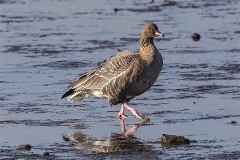 This Years Pink Footed Geese In Review Scottish Wildlife Trust