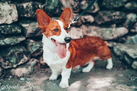 Find corgi in dogs & puppies for rehoming | 🐶 find dogs and puppies locally for sale or adoption in ontario : Jessica Salazar, Pembroke Welsh Corgi Stud in San Antonio ...