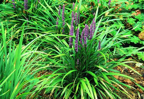 Lilyturf Liriope Muscari Photograph By Science Photo Library