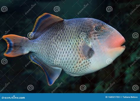 Yellowmargin Triggerfish Pseudobalistes Flavimarginatus Stock Image