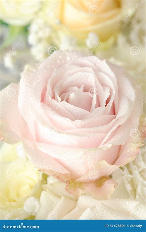 Pink Rose Macro Stock Image Image Of Floral Greeting 31428891