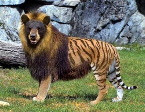 Her Have A Long Arm Blt Bear Lion Tiger