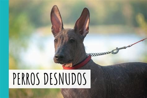 Razas De Perros Desnudos Con Im Genes Perro Feliz