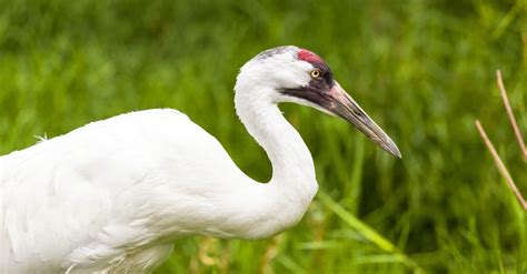 Whooping Crane Bird Facts Grus Americana Az Animals