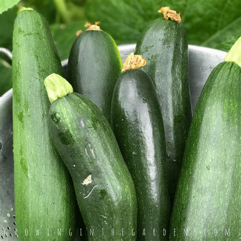 5 Tips For Growing Summer Squash Growing In The Garden