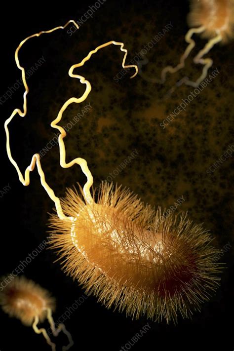 Escherichia Coli Bacteria Artwork Stock Image C0201808 Science