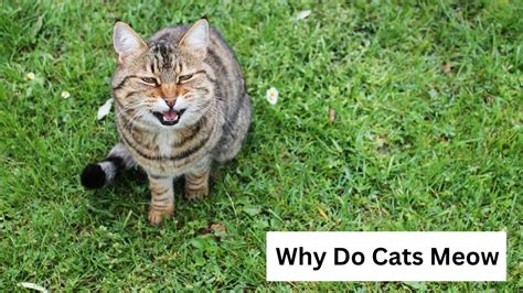 Why Do Cats Meow Definition History And Reasons
