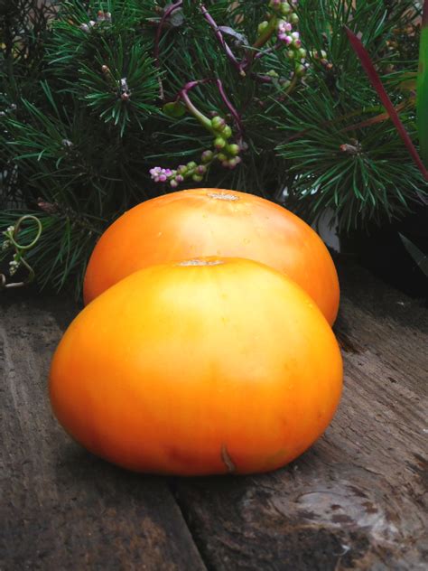 Amish Orange Sherbet Tomato A Comprehensive Guide World Tomato Society