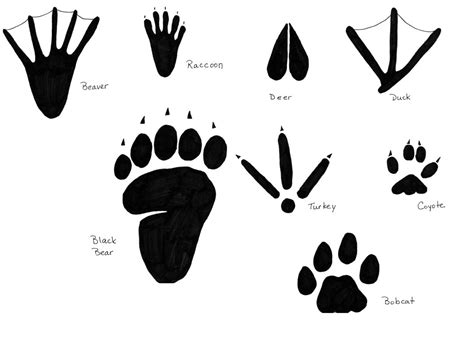 Free Animal Footprints Download Free Animal Footprints Png Images