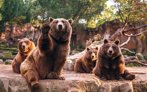 A collection of the top 69 cute bear wallpapers and backgrounds available for download for free. Download wallpapers bears, zoo, predator, brown bears for ...