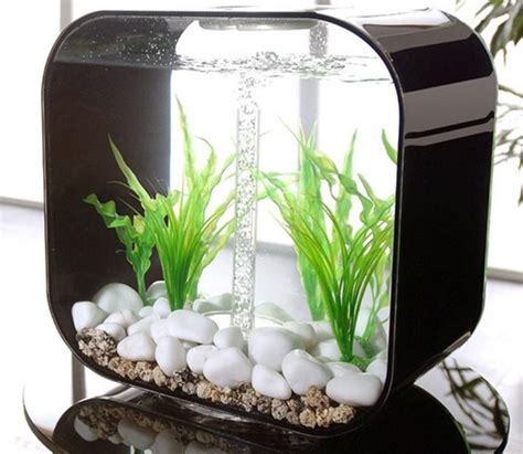 Fishes and decorations for aquarium. Best Small Aquarium Fish | Aquarium design, Modern fish ...
