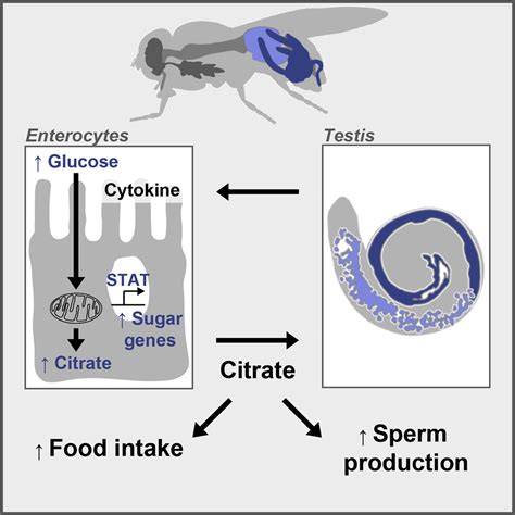Sex Differences In Intestinal Carbohydrate Metabolism Promote Food Intake And Sperm Maturation Cell