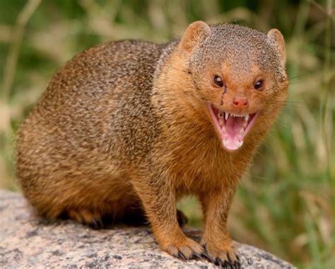 Mongoose Animals Interesting Facts And Latest Pictures The Wildlife