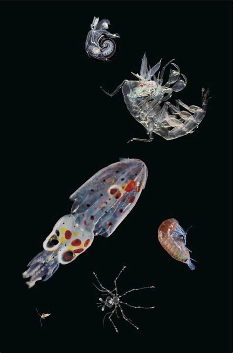 Ocean Expedition Magnificent Microscopic Creatures Of The Seas