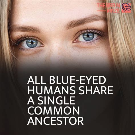 All Blue Eyed People Share A Common Ancestor Researchers Have Located